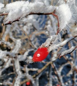 Winter-Bild einer Hagebutte mit Eis bedeckt